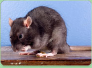 rat control Morden