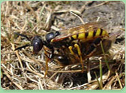 wasp control Morden