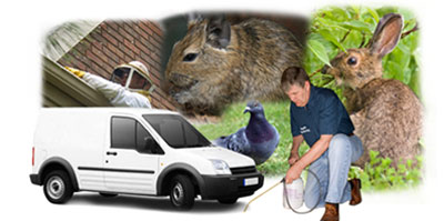 Morden local van